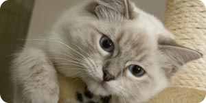 Cat and scratching post