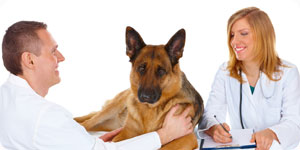 Animal doctor care