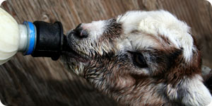 Baby goat fed using a bottle
