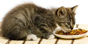 Kitten eating dry cat food