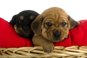 housebreaking puppies