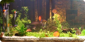 Glass tank maintenance