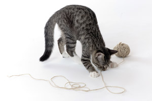 homemade cat toys