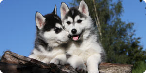 Image of healthy puppies