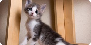 Photo of playful kitten