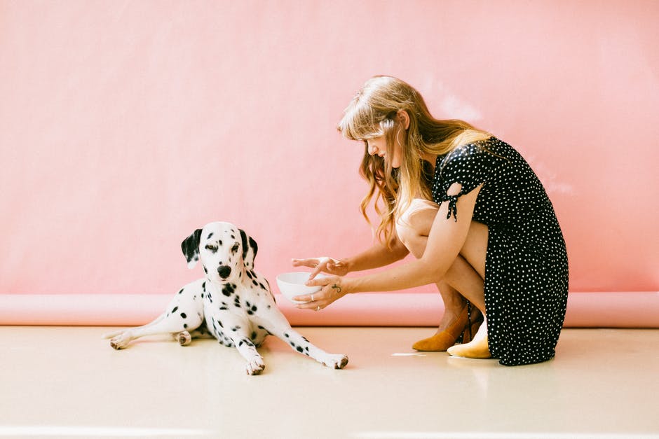 young woman feeding a dalmatian dog