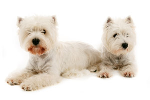 west highland terrier grooming