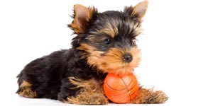 Terrier puppy